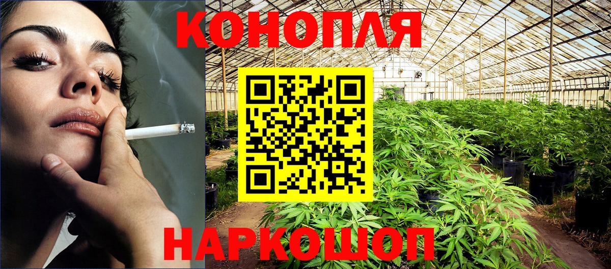 Каннабис сатива Муравленко
